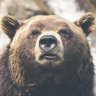 Mad_Bear