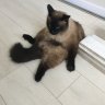 Laudaa